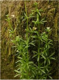 Attēlu rezultāti vaicājumam “Galium aparine”