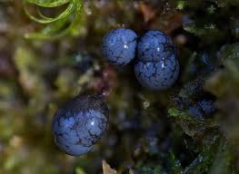 Attēlu rezultāti vaicājumam “Cribraria sp.”