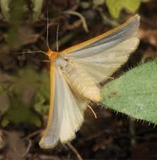 Attēlu rezultāti vaicājumam “Eilema depressa imago”