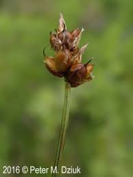 Attēlu rezultāti vaicājumam “Carex chordorhiza”