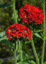 Image result for Lychnis chalcedonica `Dusky Salmon`