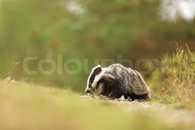 Attēlu rezultāti vaicājumam “Meles meles”