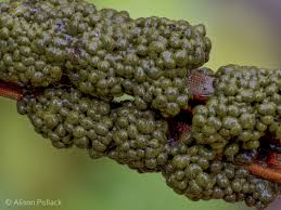 Attēlu rezultāti vaicājumam “Physarum virescens”