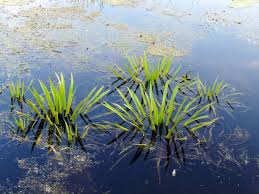 Attēlu rezultāti vaicājumam “Stratiotes aloides”