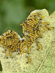 Attēlu rezultāti vaicājumam “Phalera bucephala”