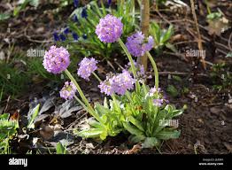 Attēlu rezultāti vaicājumam “Primula farinosa flower”