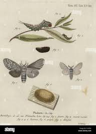 Attēlu rezultāti vaicājumam “Cerura vinula larva”