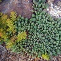 Attēlu rezultāti vaicājumam “Sedum pallidum”