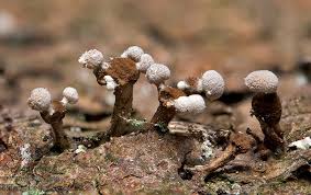 Attēlu rezultāti vaicājumam “Phleogena faginea”