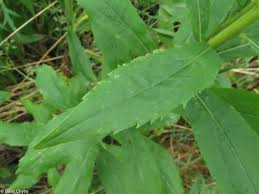 Attēlu rezultāti vaicājumam “Solidago canadensis leaf”
