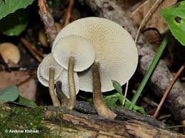 Attēlu rezultāti vaicājumam “Polyporus ciliatus”