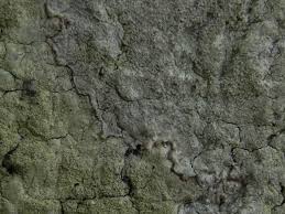 Attēlu rezultāti vaicājumam “Pertusaria coccodes”