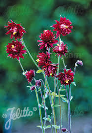 Image result for Aquilegia vulgaris