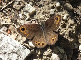 Attēlu rezultāti vaicājumam “Lasiommata petropolitana”