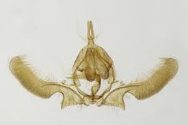 Attēlu rezultāti vaicājumam “Ancylis laetana”