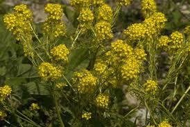 Attēlu rezultāti vaicājumam “Sisymbrium volgense”