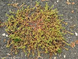 Attēlu rezultāti vaicājumam “Potentilla supina leaf”