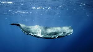 Image result for Physeter macrocephalus