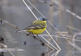 Attēlu rezultāti vaicājumam “Motacilla flava flava adult”