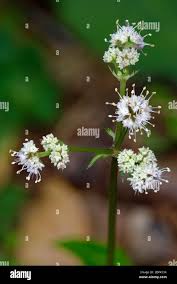Attēlu rezultāti vaicājumam “Sanicula europaea flower”