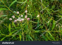 Attēlu rezultāti vaicājumam “Torilis japonica leaf”