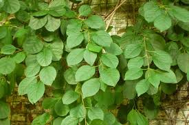 Attēlu rezultāti vaicājumam “Celastrus flagellaris”