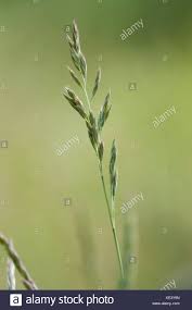 Attēlu rezultāti vaicājumam “Festuca pratensis”