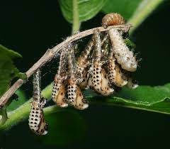 Attēlu rezultāti vaicājumam “Chrysomela vigintipunctata”