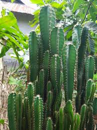 Image result for Cactaceae