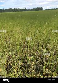 Attēlu rezultāti vaicājumam “Carex chordorhiza”