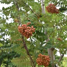 Attēlu rezultāti vaicājumam “Sorbus aucuparia”