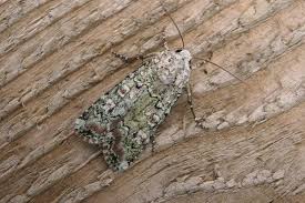 Attēlu rezultāti vaicājumam “Festuca arenaria”