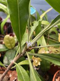 Attēlu rezultāti vaicājumam “Cribraria martinii stalked”