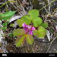 Attēlu rezultāti vaicājumam “Rubus arcticus flower”