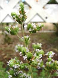 Image result for Origanum majorana
