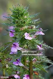 Attēlu rezultāti vaicājumam “Pedicularis palustris flower”