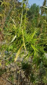 Attēlu rezultāti vaicājumam “Cannabis sativa leaf”