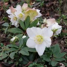 Attēlu rezultāti vaicājumam “Helleborus niger”