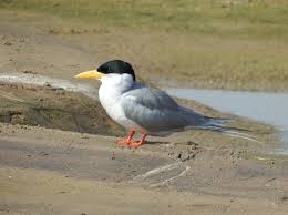 Attēlu rezultāti vaicājumam “Sterna”