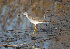 Image result for Tringa melanoleuca