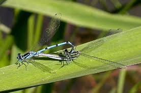Attēlu rezultāti vaicājumam “Coenagrion puella male”