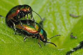 Attēlu rezultāti vaicājumam “Chrysolina fastuosa”