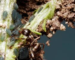 Attēlu rezultāti vaicājumam “Aphis jacobaeae”