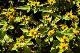 Attēlu rezultāti vaicājumam “Bidens cernua flower”
