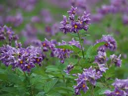 Attēlu rezultāti vaicājumam “Solanum tuberosum flower”