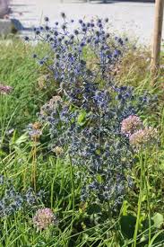 Image result for Edeldistel