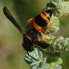 Attēlu rezultāti vaicājumam “Ancistrocerus sp.”
