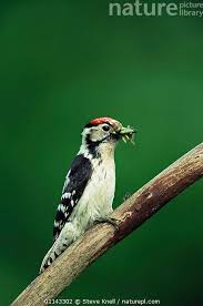 Attēlu rezultāti vaicājumam “Dendrocopos minor”