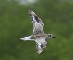 Attēlu rezultāti vaicājumam “Pluvialis squatarola”