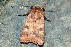 Attēlu rezultāti vaicājumam “Diarsia florida”